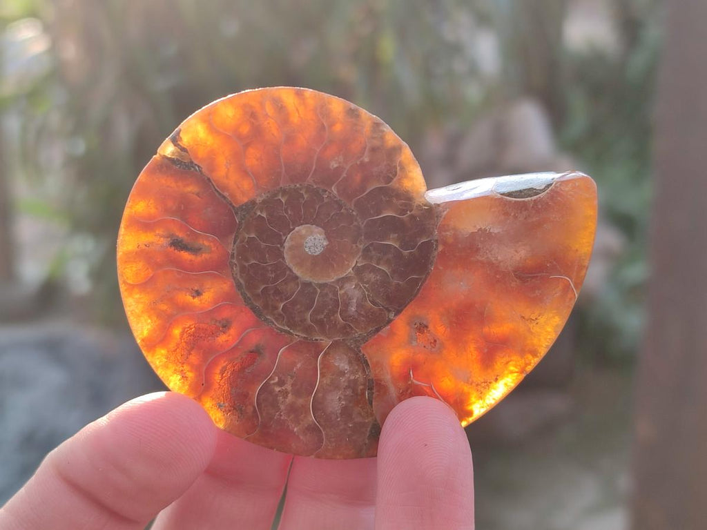 Polished Cleoniceras Ammonite Fossil Pairs x 6 From Tulear, Madagascar - Toprock Gemstones and Minerals 