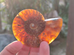 Polished Cleoniceras Ammonite Fossil Pairs x 6 From Tulear, Madagascar - Toprock Gemstones and Minerals 