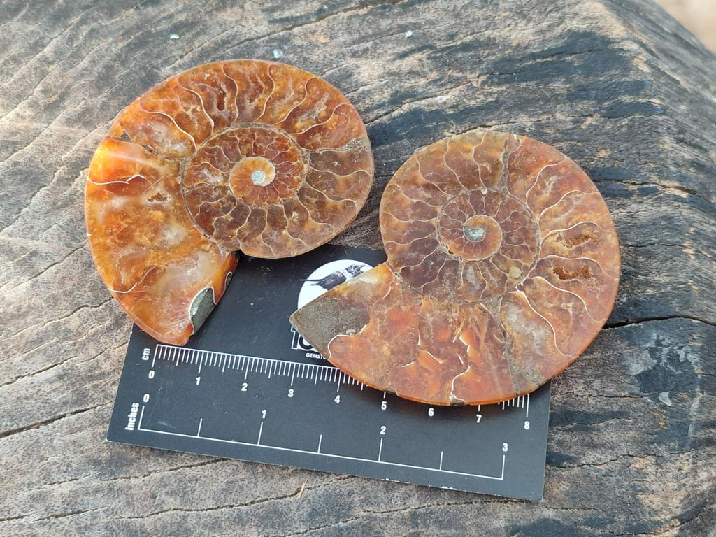 Polished Cleoniceras Ammonite Fossil Pairs x 6 From Tulear, Madagascar - Toprock Gemstones and Minerals 