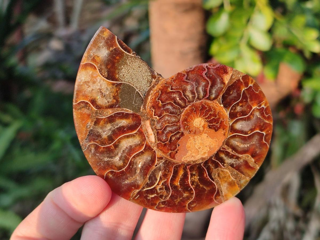 Polished Cleoniceras Ammonite Fossil Pairs x 6 From Tulear, Madagascar - Toprock Gemstones and Minerals 