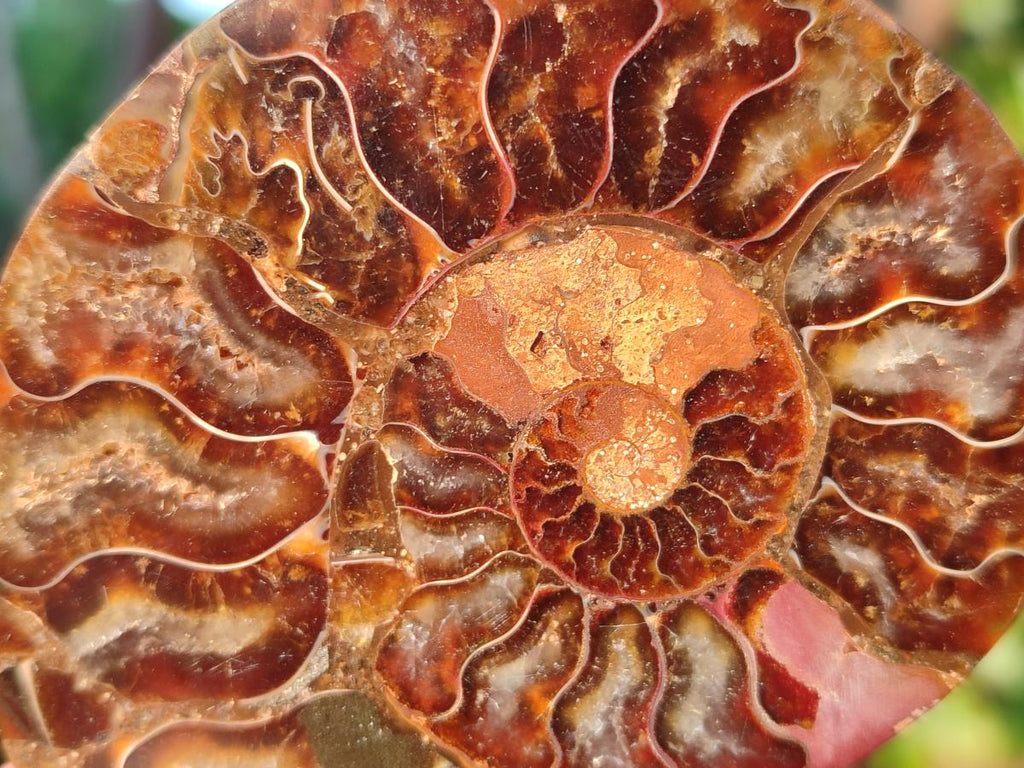 Polished Cleoniceras Ammonite Fossil Pairs x 6 From Tulear, Madagascar - Toprock Gemstones and Minerals 