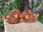 Polished Cleoniceras Ammonite Fossil Pairs x 6 From Tulear, Madagascar - Toprock Gemstones and Minerals 