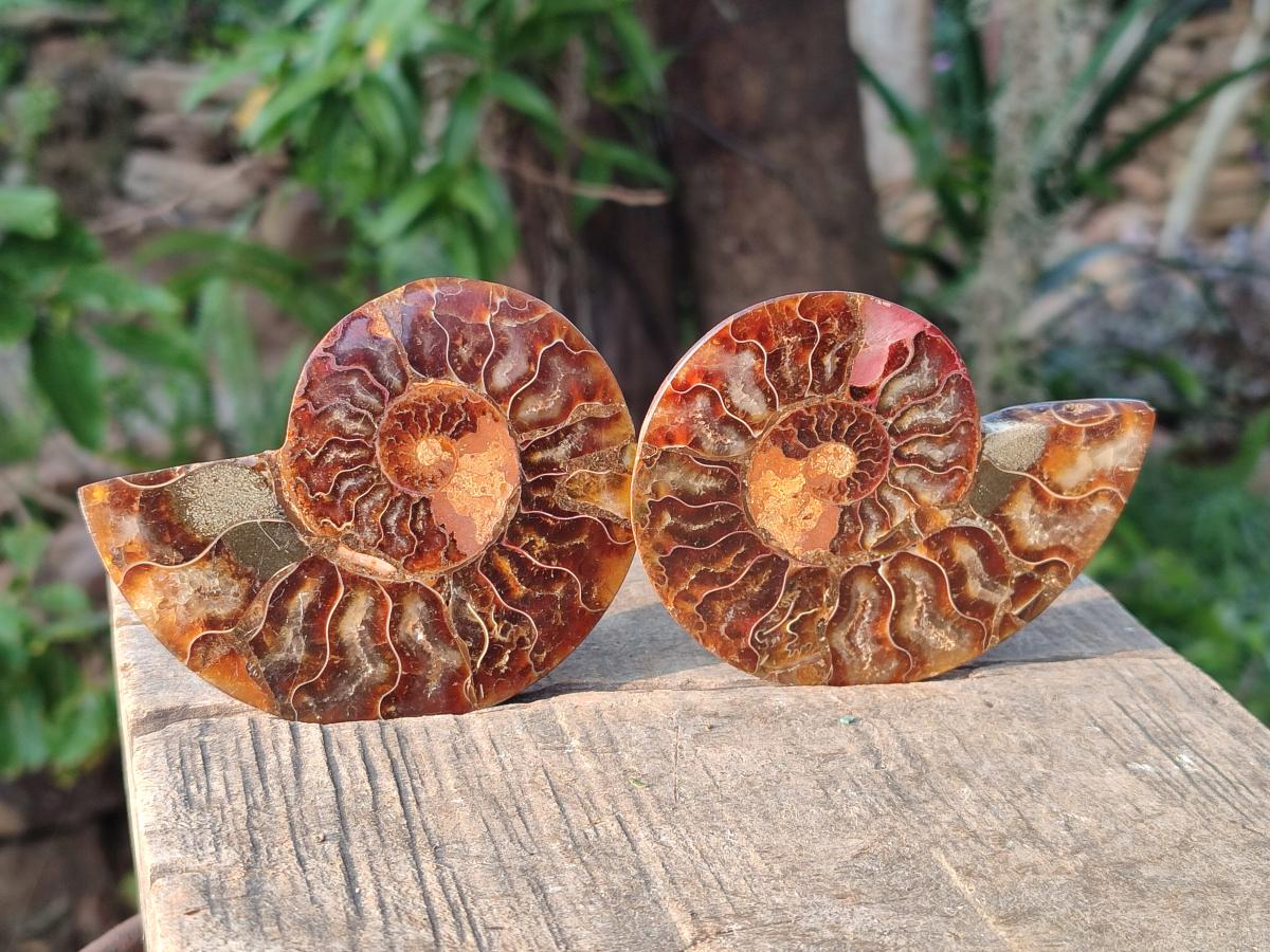 Polished Cleoniceras Ammonite Fossil Pairs x 6 From Tulear, Madagascar - Toprock Gemstones and Minerals 