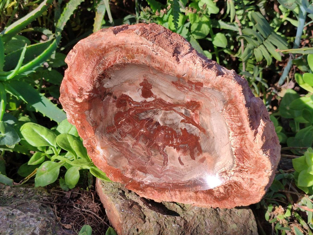 Polished Large Red Podocarpus Petrified Wood Bowl x 1 From Mahajanga, Madagascar - Toprock Gemstones and Minerals 