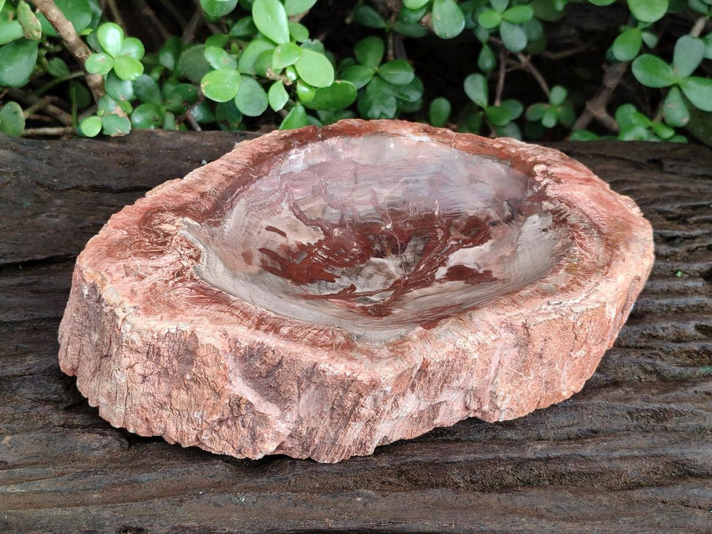 Polished Large Red Podocarpus Petrified Wood Bowl x 1 From Mahajanga, Madagascar - Toprock Gemstones and Minerals 