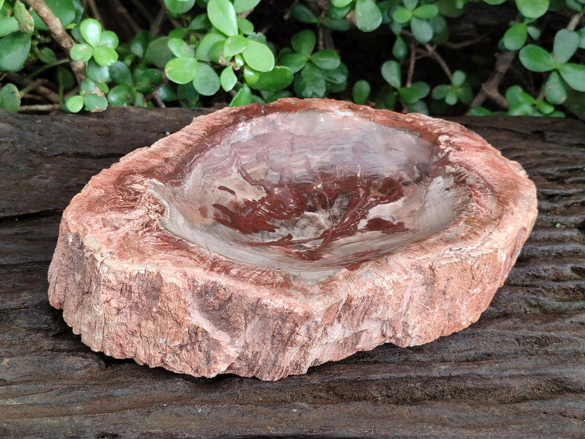 Polished Large Red Podocarpus Petrified Wood Bowl x 1 From Mahajanga, Madagascar - Toprock Gemstones and Minerals 
