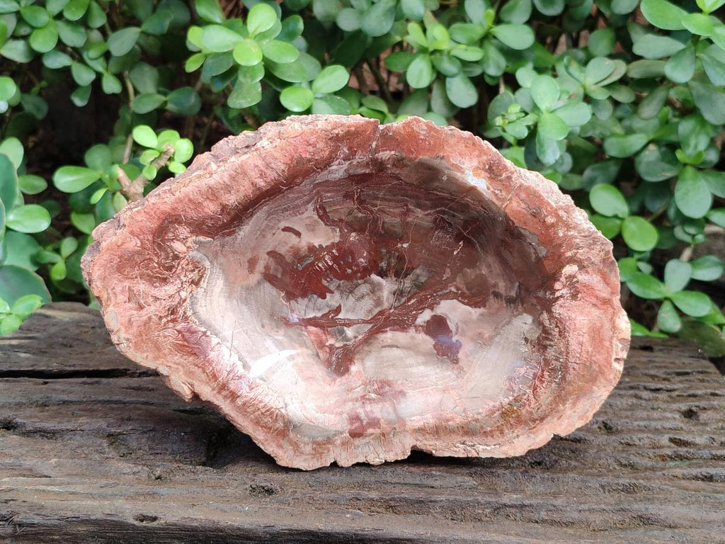 Polished Large Red Podocarpus Petrified Wood Bowl x 1 From Mahajanga, Madagascar - Toprock Gemstones and Minerals 