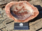 Polished Large Red Podocarpus Petrified Wood Bowl x 1 From Mahajanga, Madagascar - Toprock Gemstones and Minerals 