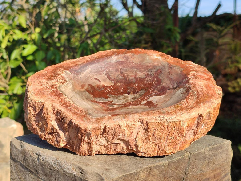 Polished Large Red Podocarpus Petrified Wood Bowl x 1 From Mahajanga, Madagascar - Toprock Gemstones and Minerals 