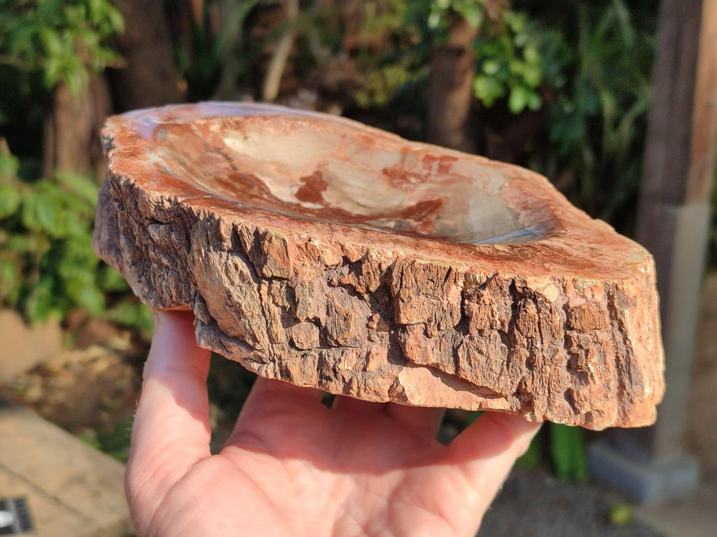 Polished Large Red Podocarpus Petrified Wood Bowl x 1 From Mahajanga, Madagascar - Toprock Gemstones and Minerals 