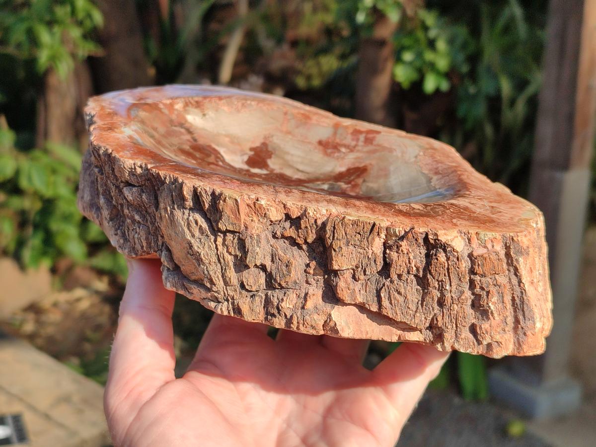 Polished Large Red Podocarpus Petrified Wood Bowl x 1 From Mahajanga, Madagascar - Toprock Gemstones and Minerals 