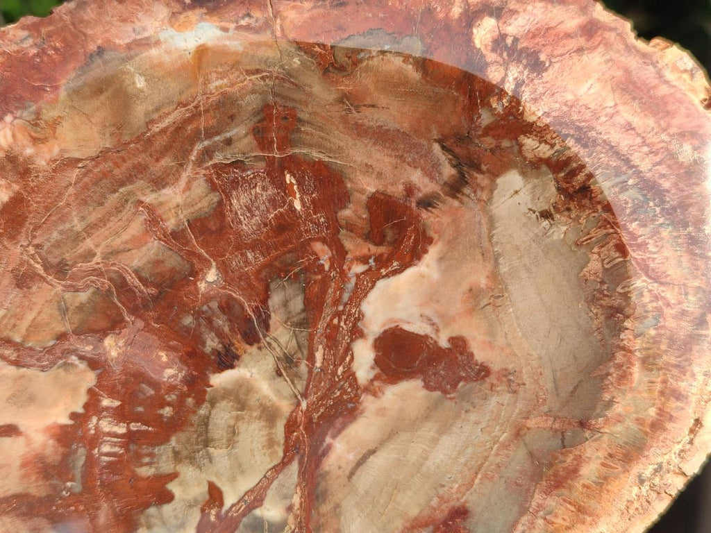 Polished Large Red Podocarpus Petrified Wood Bowl x 1 From Mahajanga, Madagascar - Toprock Gemstones and Minerals 