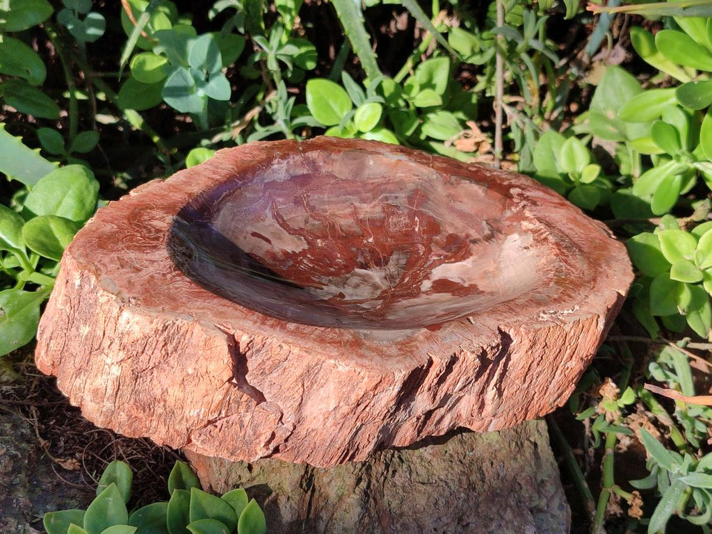 Polished Large Red Podocarpus Petrified Wood Bowl x 1 From Mahajanga, Madagascar - Toprock Gemstones and Minerals 