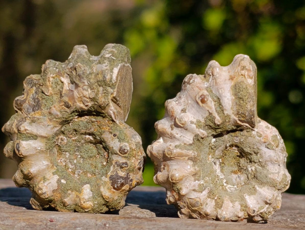 Natural Douvilleiceras Ammolite Ammonite Fossils x 35 From Maintirano, Madagascar - Toprock Gemstones and Minerals 