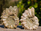 Natural Douvilleiceras Ammolite Ammonite Fossils x 35 From Maintirano, Madagascar - Toprock Gemstones and Minerals 