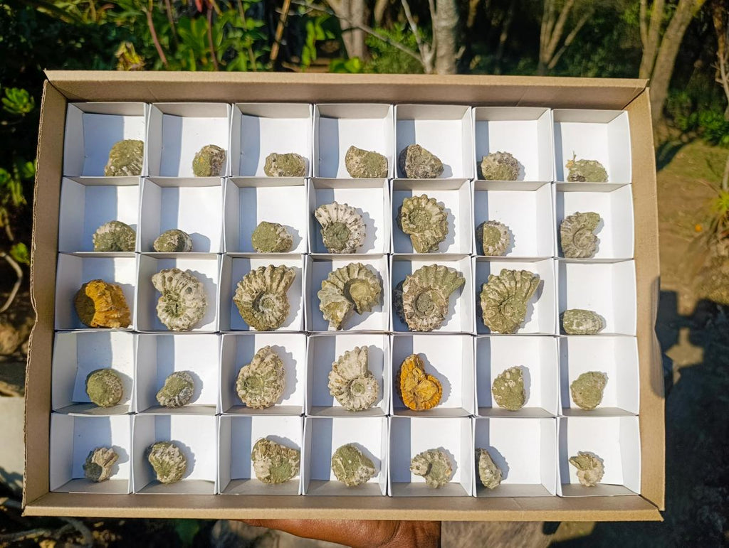 Natural Douvilleiceras Ammolite Ammonite Fossils x 35 From Maintirano, Madagascar - Toprock Gemstones and Minerals 