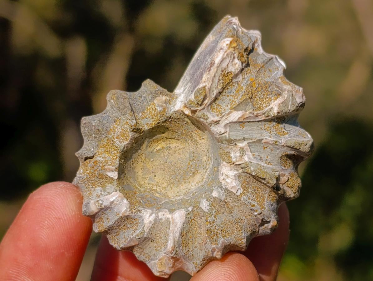 Natural Douvilleiceras Ammolite Ammonite Fossils x 35 From Maintirano, Madagascar - Toprock Gemstones and Minerals 