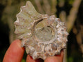 Natural Douvilleiceras Ammolite Ammonite Fossils x 35 From Maintirano, Madagascar - Toprock Gemstones and Minerals 