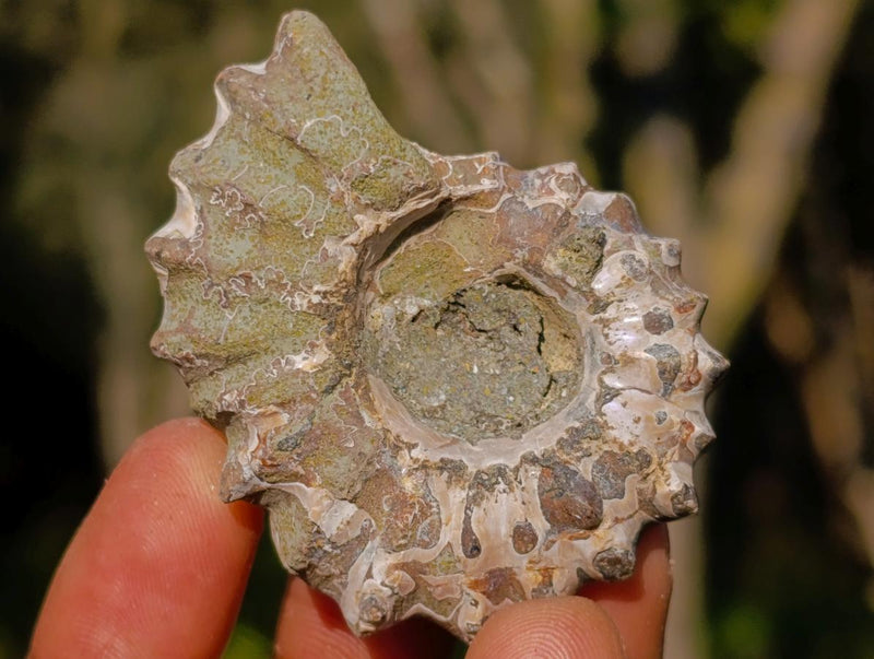 Natural Douvilleiceras Ammolite Ammonite Fossils x 35 From Maintirano, Madagascar - Toprock Gemstones and Minerals 