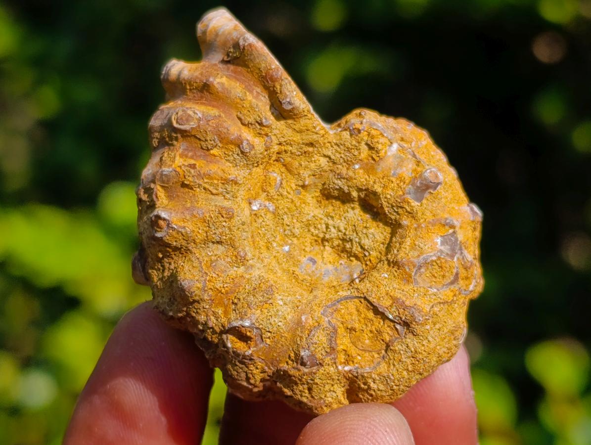 Natural Douvilleiceras Ammolite Ammonite Fossils x 35 From Maintirano, Madagascar - Toprock Gemstones and Minerals 