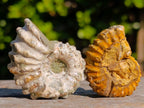 Natural Douvilleiceras Ammolite Ammonite Fossils x 35 From Maintirano, Madagascar - Toprock Gemstones and Minerals 
