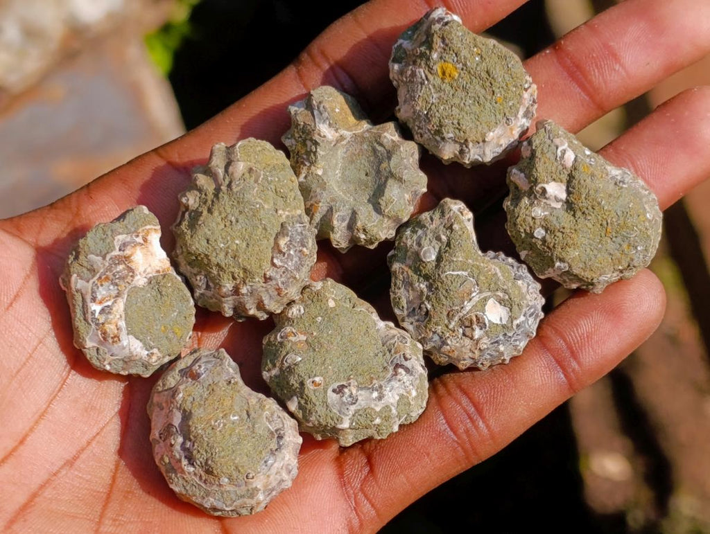 Natural Douvilleiceras Ammolite Ammonite Fossils x 35 From Maintirano, Madagascar - Toprock Gemstones and Minerals 