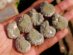 Natural Douvilleiceras Ammolite Ammonite Fossils x 35 From Maintirano, Madagascar - Toprock Gemstones and Minerals 