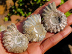Natural Douvilleiceras Ammolite Ammonite Fossils x 35 From Maintirano, Madagascar - Toprock Gemstones and Minerals 