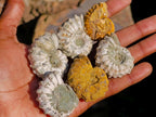 Natural Douvilleiceras Ammolite Ammonite Fossils x 35 From Maintirano, Madagascar - Toprock Gemstones and Minerals 