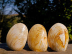 Polished Bivalve Fossil Clams x 12 From Maintirano, Madagascar - Toprock Gemstones and Minerals 