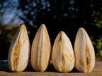 Polished Bivalve Fossil Clams x 12 From Maintirano, Madagascar - Toprock Gemstones and Minerals 