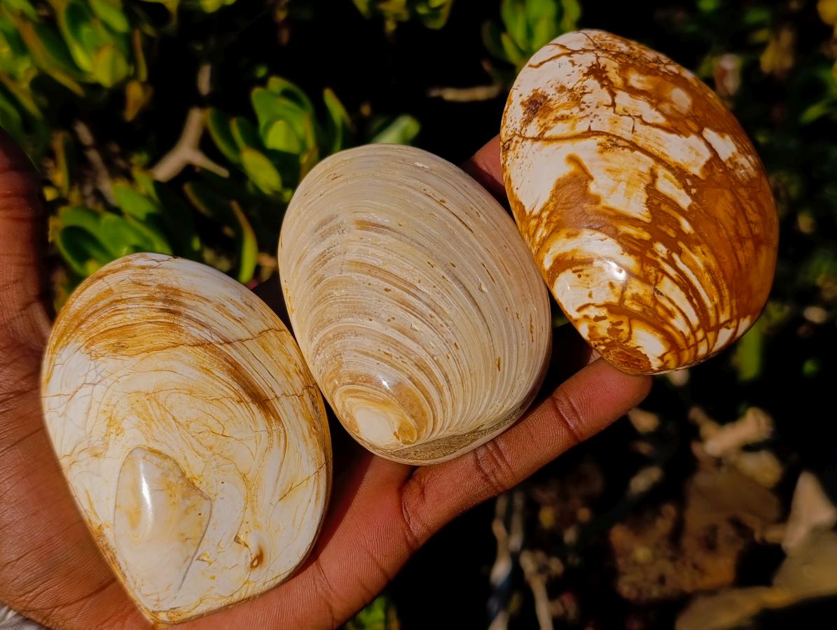 Polished Bivalve Fossil Clams x 12 From Maintirano, Madagascar - Toprock Gemstones and Minerals 