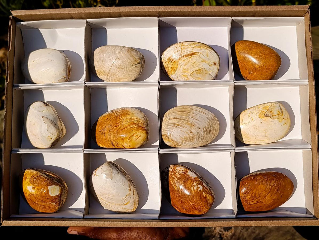 Polished Bivalve Fossil Clams x 12 From Maintirano, Madagascar - Toprock Gemstones and Minerals 