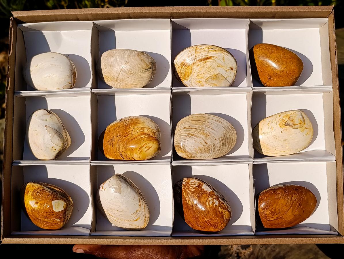 Polished Bivalve Fossil Clams x 12 From Maintirano, Madagascar - Toprock Gemstones and Minerals 