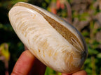 Polished Bivalve Fossil Clams x 12 From Maintirano, Madagascar - Toprock Gemstones and Minerals 