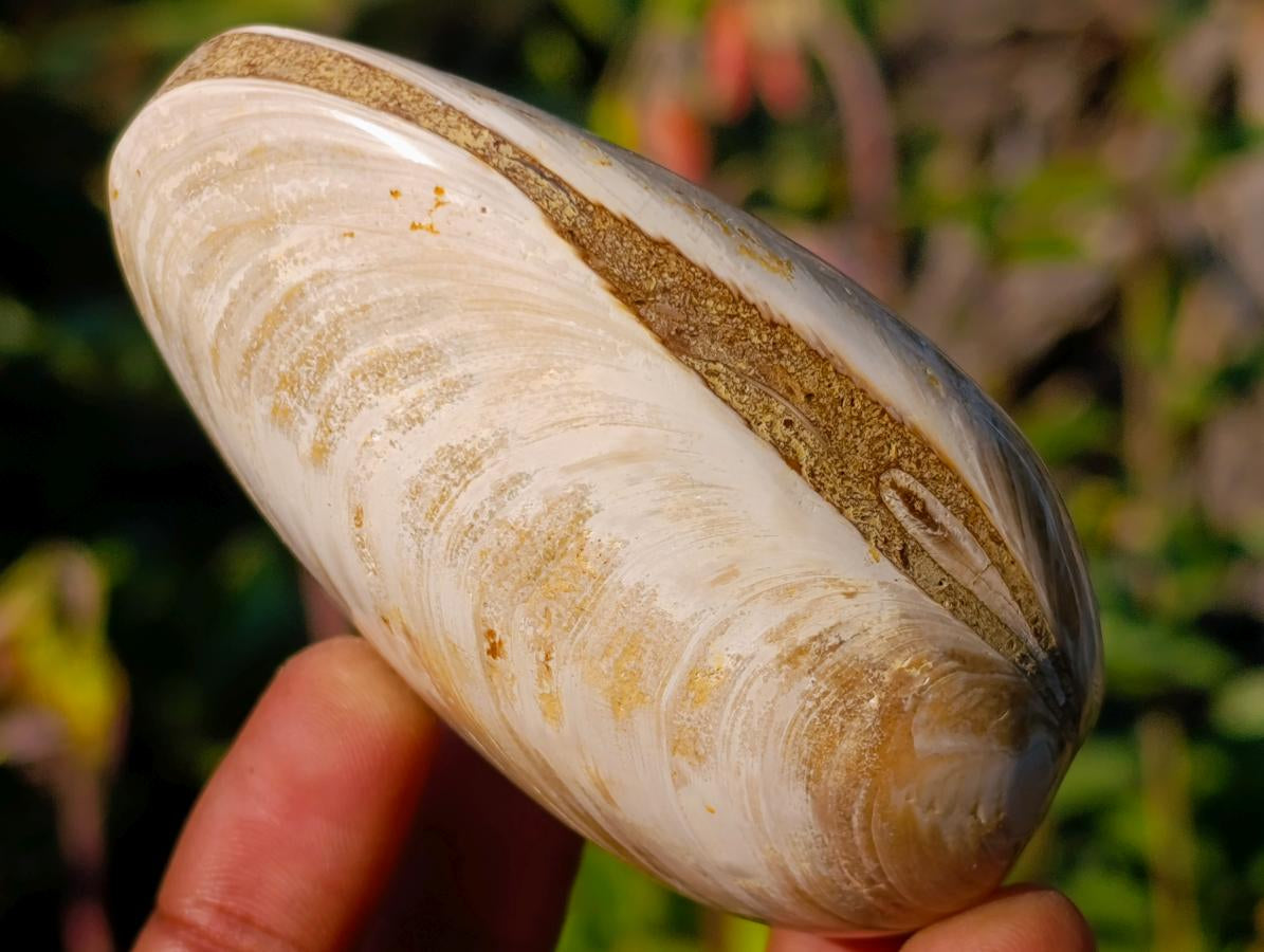 Polished Bivalve Fossil Clams x 12 From Maintirano, Madagascar - Toprock Gemstones and Minerals 
