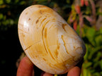 Polished Bivalve Fossil Clams x 12 From Maintirano, Madagascar - Toprock Gemstones and Minerals 