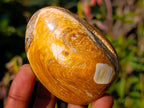 Polished Bivalve Fossil Clams x 12 From Maintirano, Madagascar - Toprock Gemstones and Minerals 