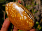 Polished Bivalve Fossil Clams x 12 From Maintirano, Madagascar - Toprock Gemstones and Minerals 