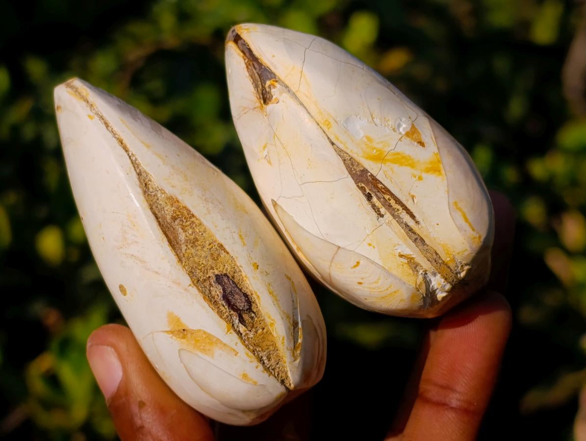 Polished Bivalve Fossil Clams x 12 From Maintirano, Madagascar - Toprock Gemstones and Minerals 