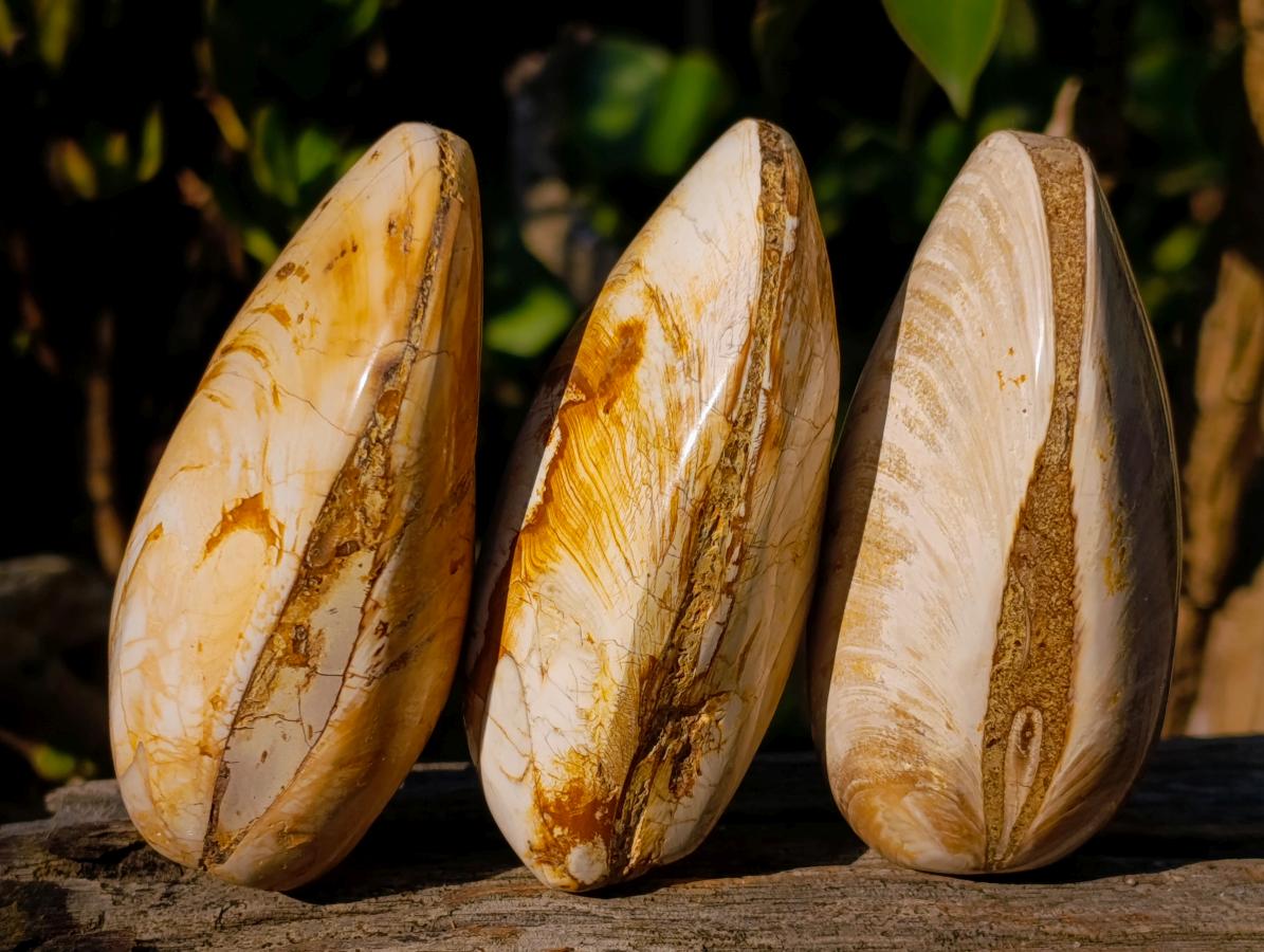 Polished Bivalve Fossil Clams x 12 From Maintirano, Madagascar - Toprock Gemstones and Minerals 