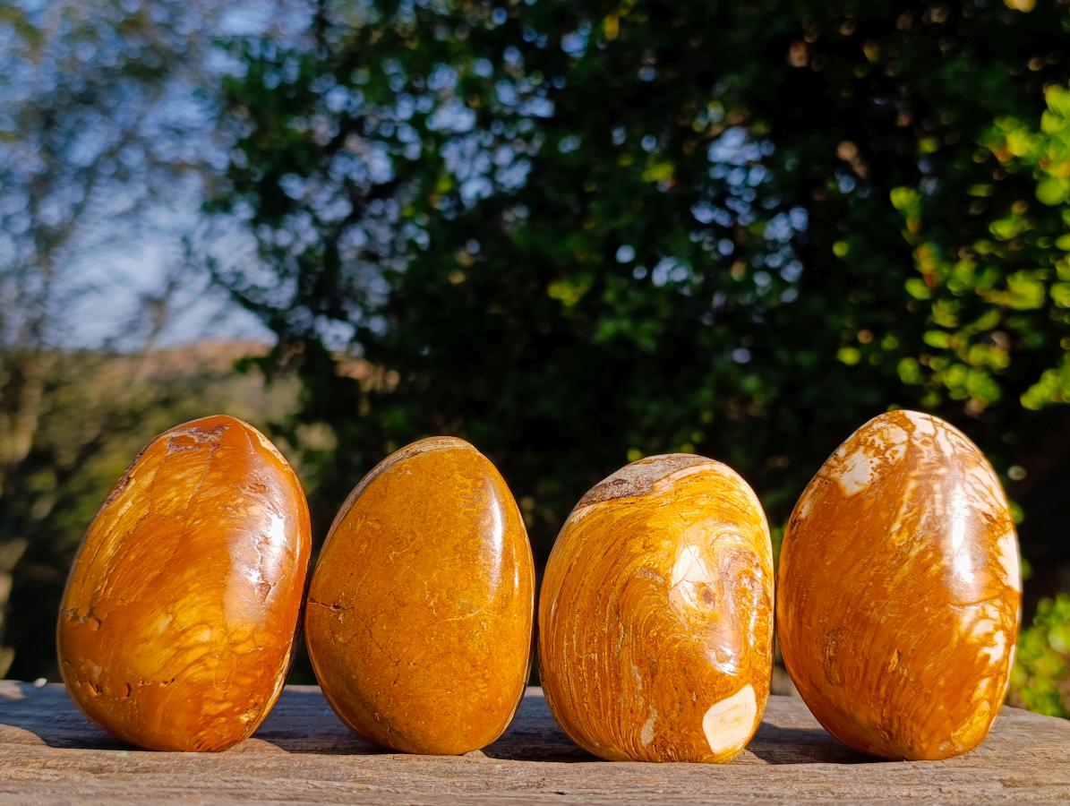 Polished Bivalve Fossil Clams x 12 From Maintirano, Madagascar - Toprock Gemstones and Minerals 