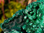 Natural Cabinet Size Silky Malachite Specimens x 6 From Kasompe, Congo - Toprock Gemstones and Minerals 