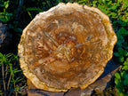 Polished Large Tan Podocarpus Petrified Wood Slice x 1 From Marovoay, Madagascar - Toprock Gemstones and Minerals 