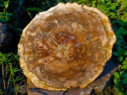 Polished Large Tan Podocarpus Petrified Wood Slice x 1 From Marovoay, Madagascar - Toprock Gemstones and Minerals 