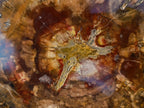 Polished Large Tan Podocarpus Petrified Wood Slice x 1 From Marovoay, Madagascar - Toprock Gemstones and Minerals 