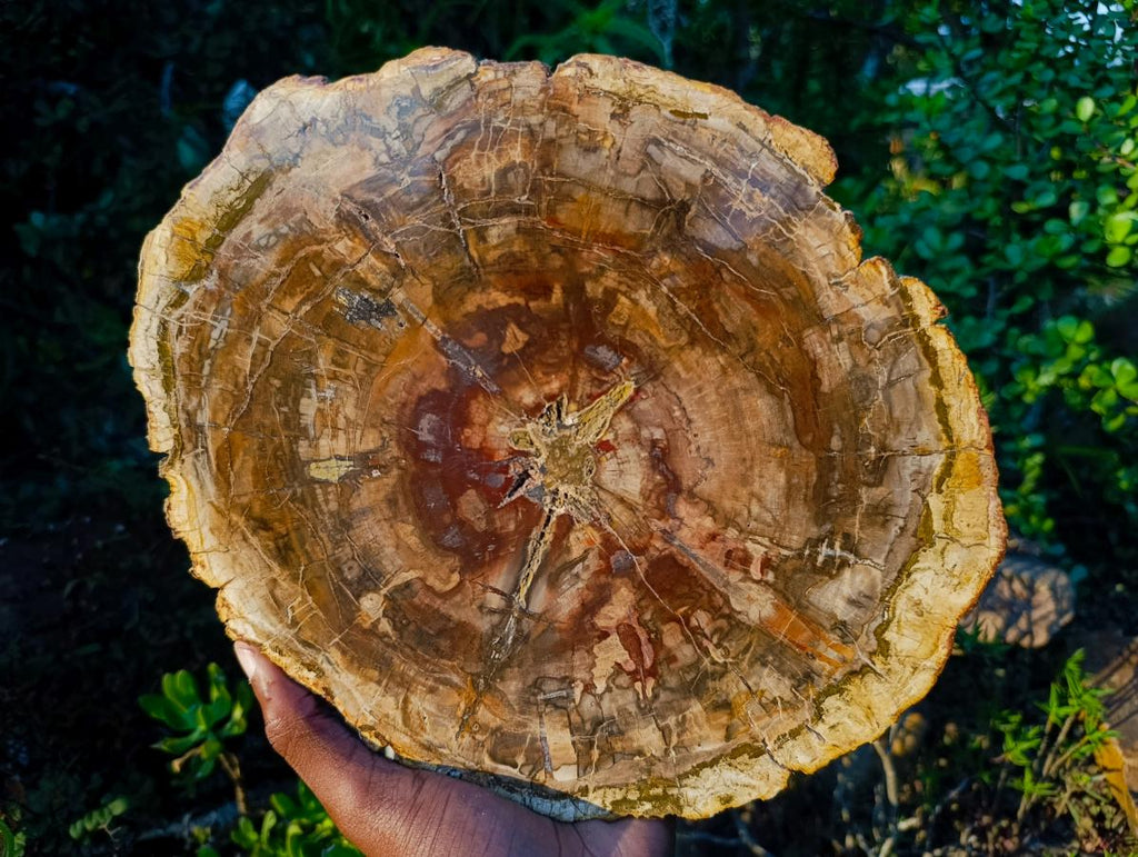 Polished Large Tan Podocarpus Petrified Wood Slice x 1 From Marovoay, Madagascar - Toprock Gemstones and Minerals 