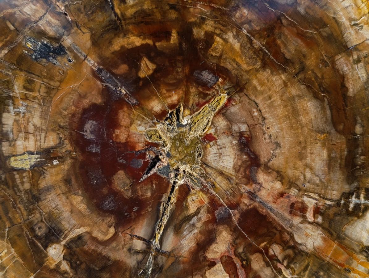 Polished Large Tan Podocarpus Petrified Wood Slice x 1 From Marovoay, Madagascar - Toprock Gemstones and Minerals 