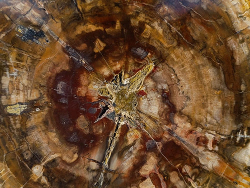 Polished Large Tan Podocarpus Petrified Wood Slice x 1 From Marovoay, Madagascar - Toprock Gemstones and Minerals 