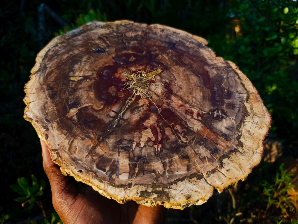 Polished Large Tan Podocarpus Petrified Wood Slice x 1 From Marovoay, Madagascar - Toprock Gemstones and Minerals 